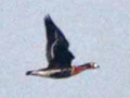 Red-breasted Goose